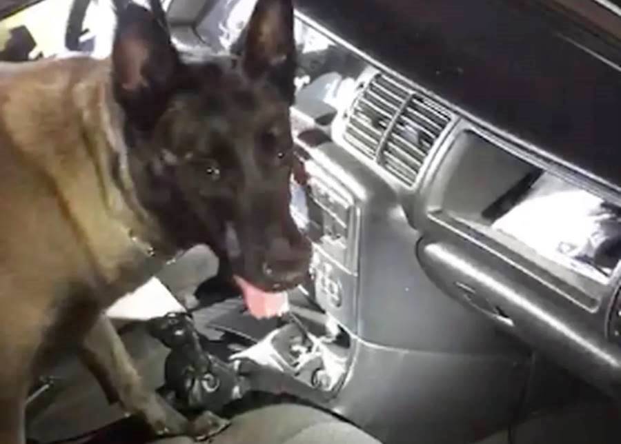 Com ajuda de cão farejador, polícia apreende cocaína avaliada em mais de R$ 100 mil em Rio Pomba