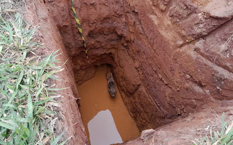 Bombeiros resgatam cachorro de dentro de vala na BR-116 em Leopoldina