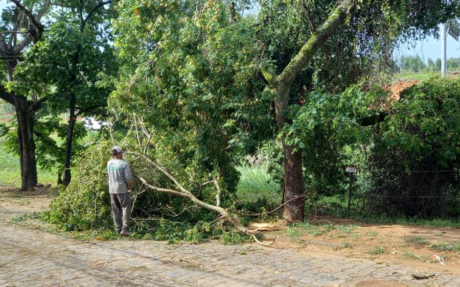 Temporal provoca queda de árvores e destelha casas em Leopoldina