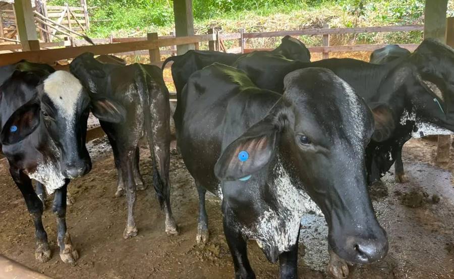 Leopoldina promove terceira edição do projeto de melhoramento genético para rebanhos leiteiros