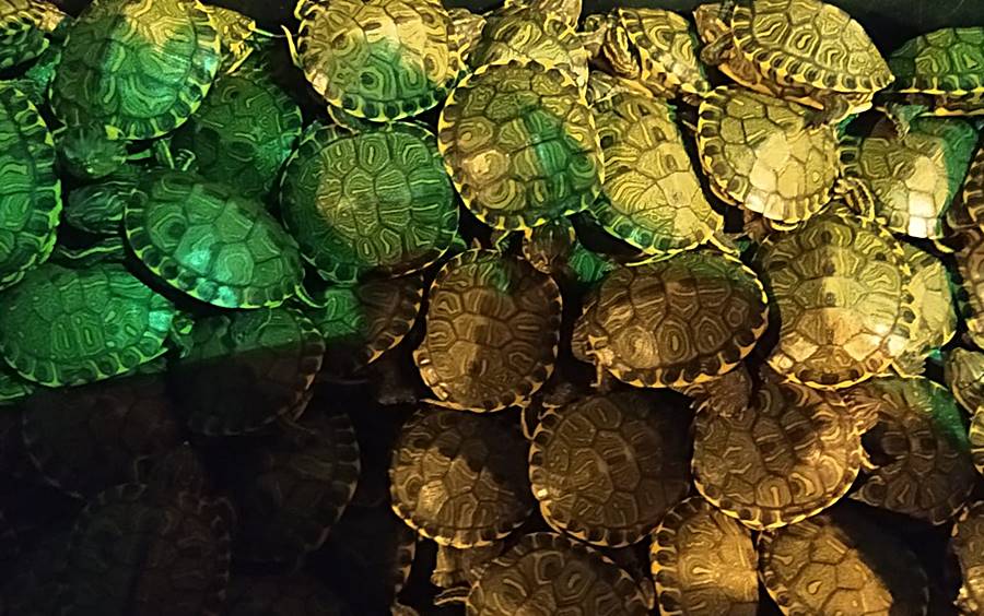 Fiscalização da PRF resgata 746 filhotes de tartaruga em Muriaé