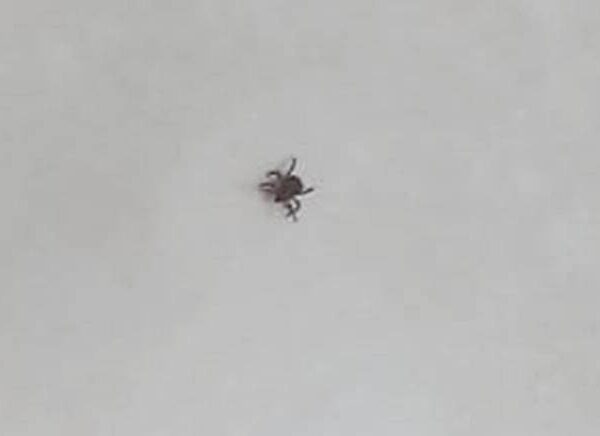 Moradores reclamam de possível infestação de carrapatos no Cidade Alta em Leopoldina