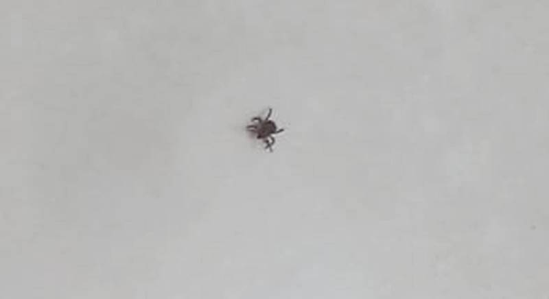 Moradores reclamam de possível infestação de carrapatos no Cidade Alta em Leopoldina