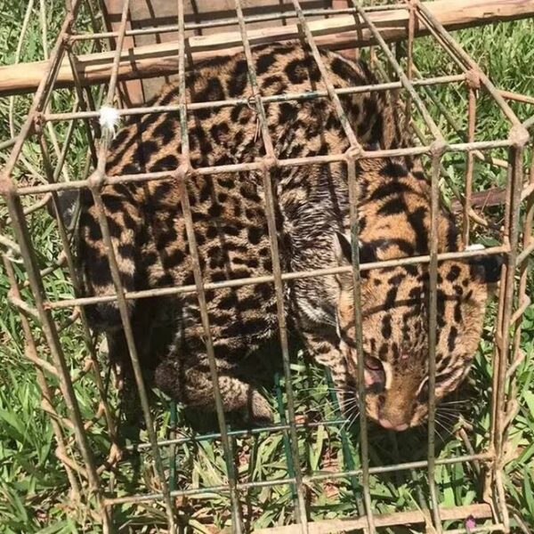 Jaguatirica é capturada pelos bombeiros dentro de galinheiro em Viçosa