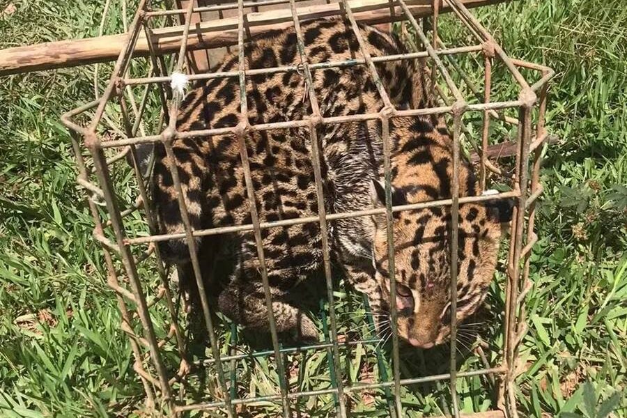 Jaguatirica é capturada pelos bombeiros dentro de galinheiro em Viçosa