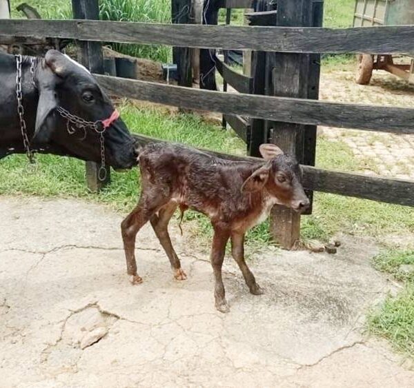 Leopoldina promove quinta edição do projeto de melhoramento genético para rebanhos leiteiros