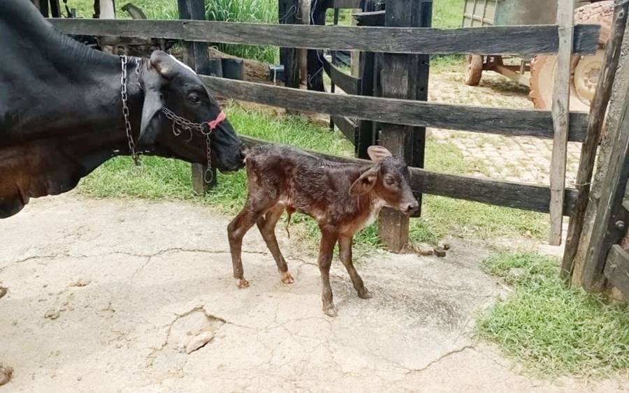 Leopoldina promove quinta edição do projeto de melhoramento genético para rebanhos leiteiros