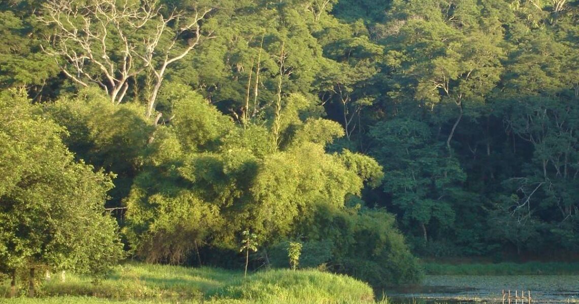 Prefeito Pedro Augusto sanciona Projeto de Lei que transforma Horto Florestal de Leopoldina em Parque Municipal