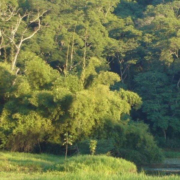 Prefeito Pedro Augusto sanciona Projeto de Lei que transforma Horto Florestal de Leopoldina em Parque Municipal