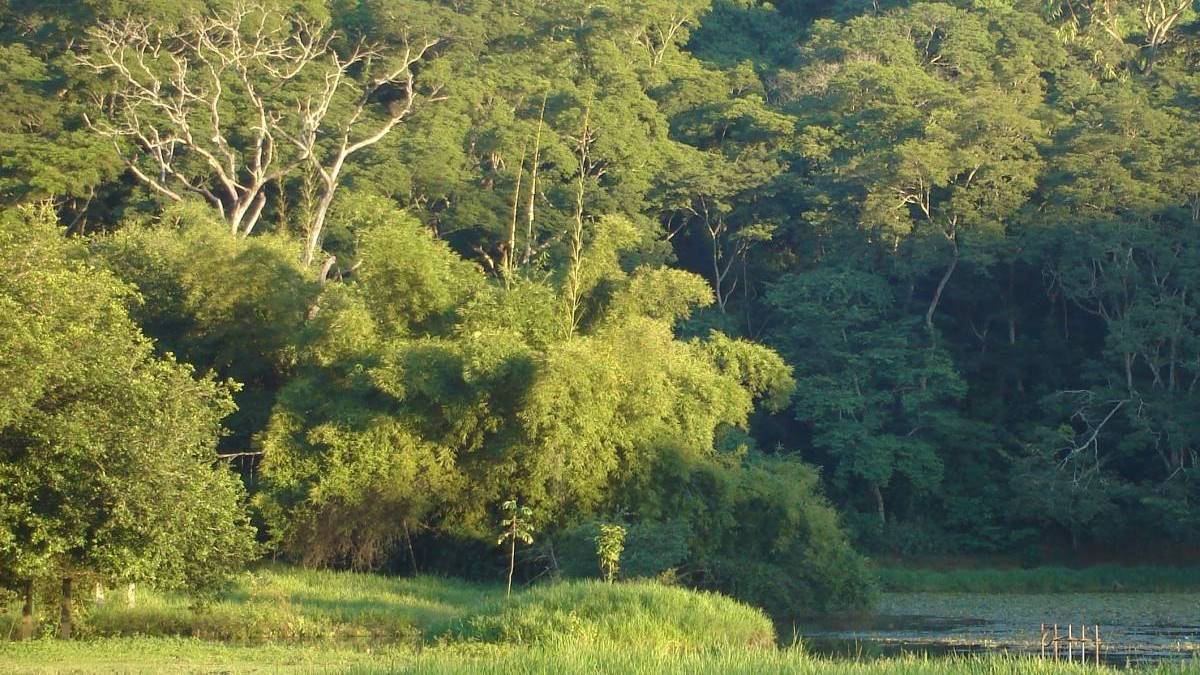 Prefeito Pedro Augusto sanciona Projeto de Lei que transforma Horto Florestal de Leopoldina em Parque Municipal