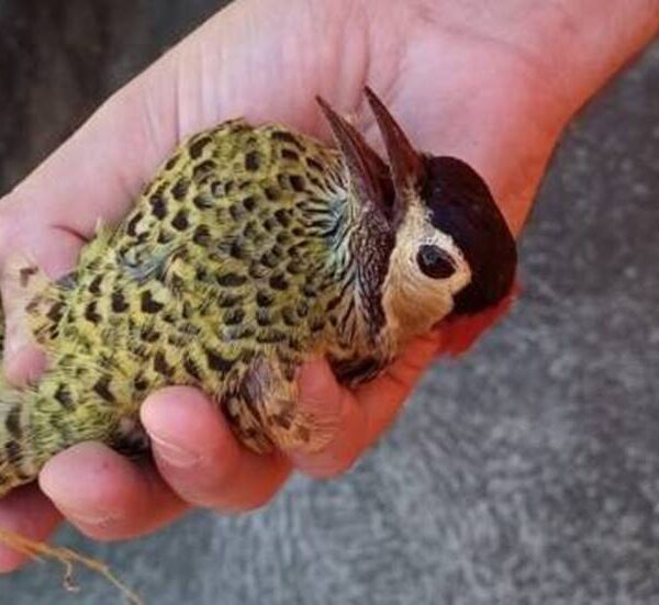 Resgate de pica-pau preso em linha de pipa na rede elétrica mobiliza Corpo de Bombeiros e Energisa em Cataguases