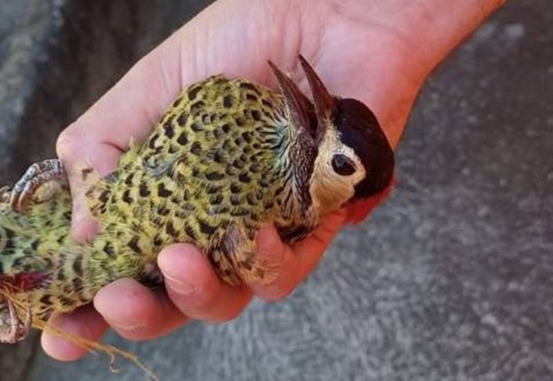 Resgate de pica-pau preso em linha de pipa na rede elétrica mobiliza Corpo de Bombeiros e Energisa em Cataguases