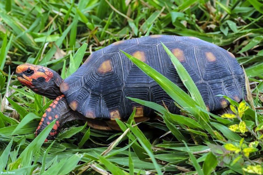 Idosa é autuada por criar jabutis-piranga em Recreio