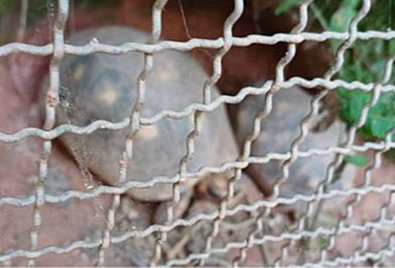 Moradora de Cataguases leva multa de quase R$ 70 mil por manter jabutis em casa