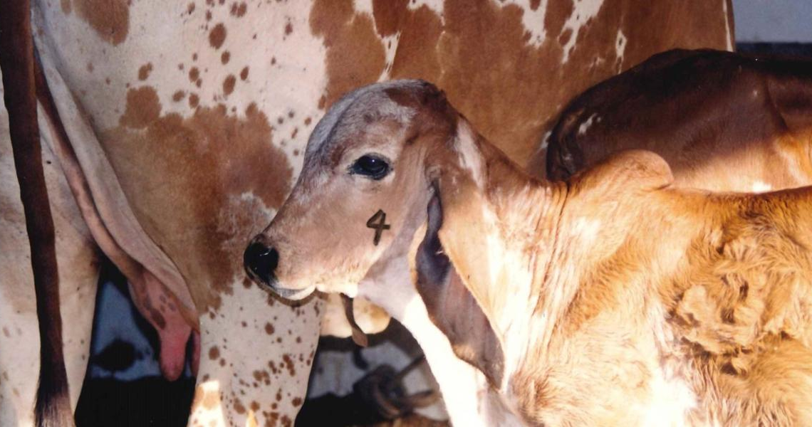 Produtores rurais têm até 31 de julho para vacinar bezerras contra brucelose