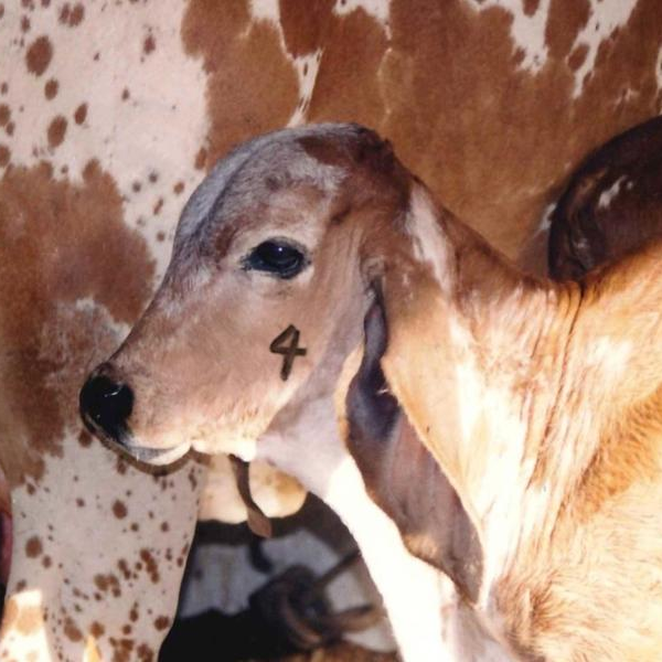 Produtores rurais têm até 31 de julho para vacinar bezerras contra brucelose