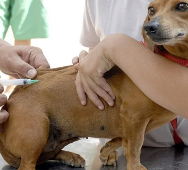Campanha de Vacinação Antirrábica para cães e gatos começa nesta segunda em Leopoldina