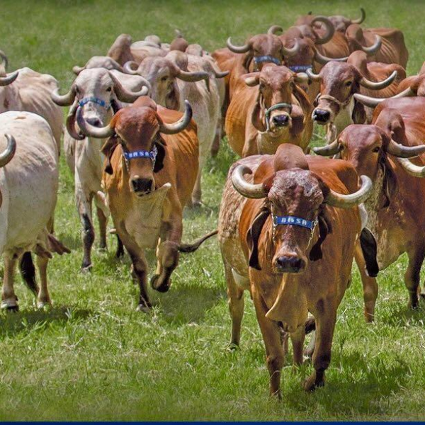 Fazendas do Basa abre seleção para contratar zootecnista