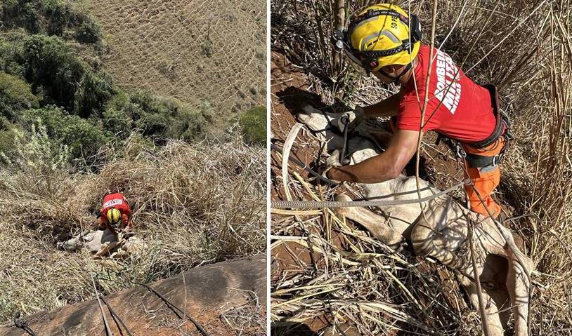 Corpo de Bombeiros resgata bezerra que caiu em pedreira de 70 metros em Leopoldina