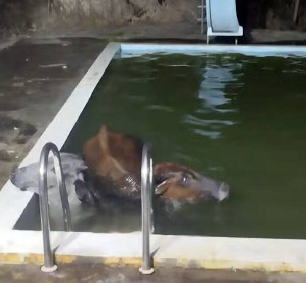 Bois caem em piscina e são resgatados por bombeiros em Além Paraíba