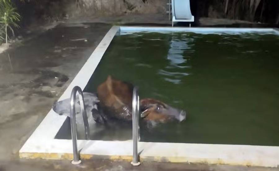 Bois caem em piscina e são resgatados por bombeiros em Além Paraíba