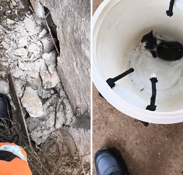 Filhote de gato preso entre dois muros é resgatado pelos bombeiros em Leopoldina