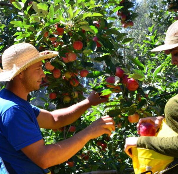 Emater-MG promove Circuito Frutifica Minas em Cataguases