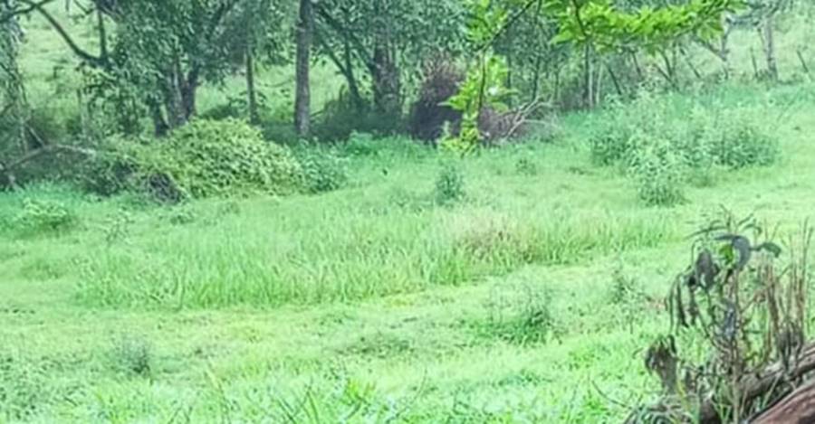 Moradores da zona rural de Piraúba encontram corpo de adolescente queimado