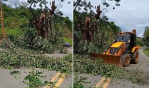 Árvore de grande porte com risco de queda na BR-267 próximo à Tebas é retirada pela Defesa Civil