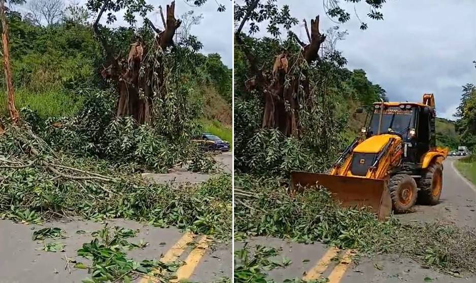 Árvore de grande porte com risco de queda na BR-267 próximo à Tebas é retirada pela Defesa Civil