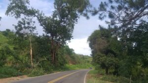 Árvore de grande porte com risco de queda preocupa moradores e usuários da BR-267 próximo à Tebas