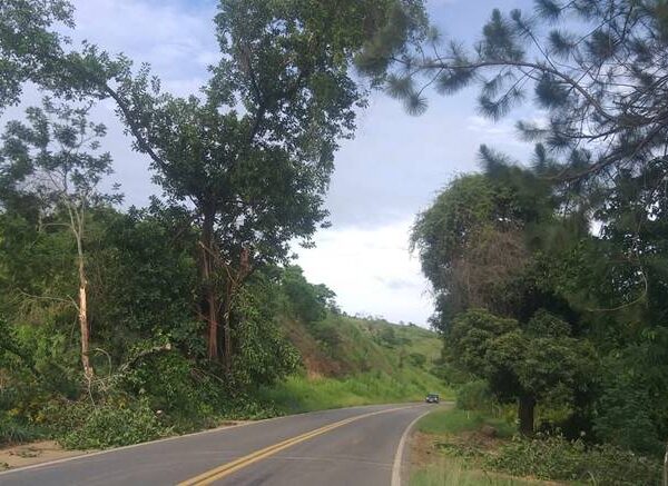 Árvore de grande porte com risco de queda preocupa moradores e usuários da BR-267 próximo à Tebas