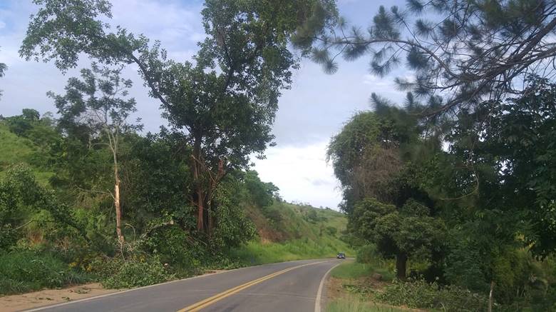 Árvore de grande porte com risco de queda preocupa moradores e usuários da BR-267 próximo à Tebas