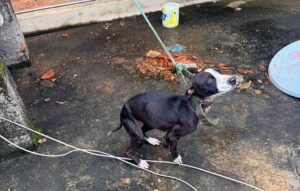 Mulher é presa em Astolfo Dutra suspeita de maus tratos a animais