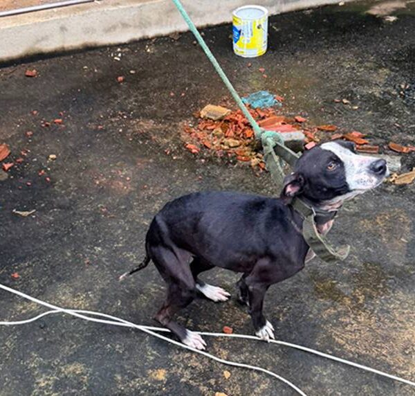 Mulher é presa em Astolfo Dutra suspeita de maus tratos a animais