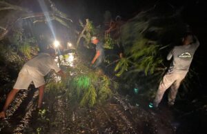 Defesa Civil retira barreiras e árvores que caíram sobre estrada após forte chuva em Leopoldina