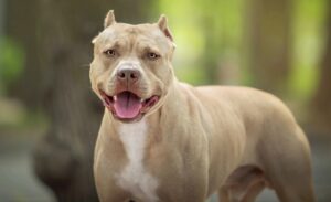 Cães da raça Pit Bull não podem entrar nem procriar em Minas Gerais
