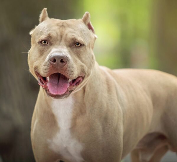 Cães da raça Pit Bull não podem entrar nem procriar em Minas Gerais