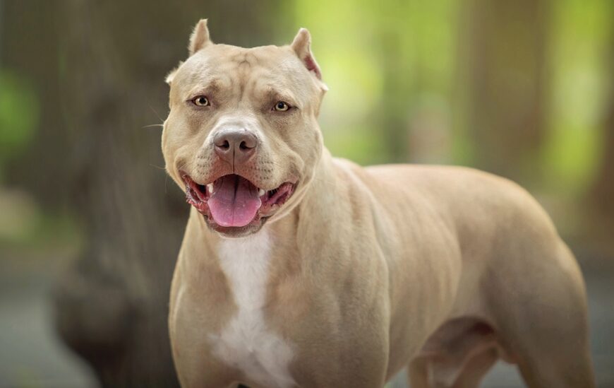 Cães da raça Pit Bull não podem entrar nem procriar em Minas Gerais