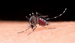 Primeira morte por febre amarela é confirmada em Minas em meio ao alerta do Ministério da Saúde