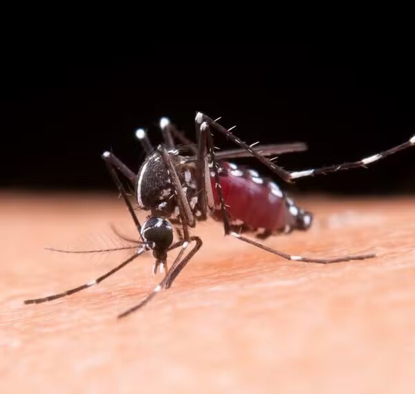 Primeira morte por febre amarela é confirmada em Minas em meio ao alerta do Ministério da Saúde