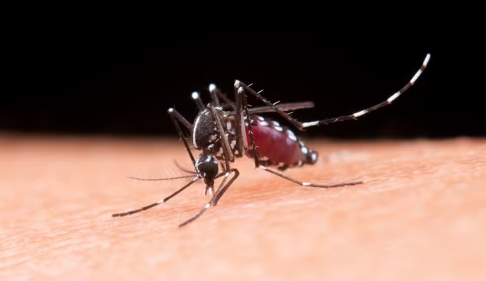 Primeira morte por febre amarela é confirmada em Minas em meio ao alerta do Ministério da Saúde