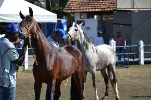 Leopoldina sedia 26ª Exposição Especializada do Cavalo Mangalarga Marchador