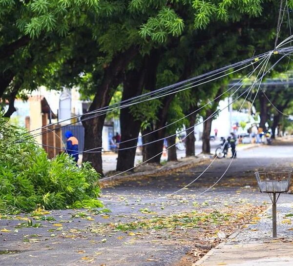 Mais de 140 mil clientes ficaram sem energia por árvores na rede elétrica em 2025