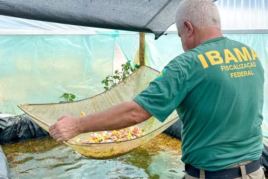 Muriaé é alvo de operação que apreendeu milhares de peixes geneticamente modificados para brilhar sob luz violeta