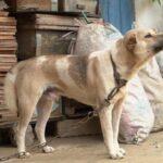 Manter animal acorrentado está proibido em Minas Gerais