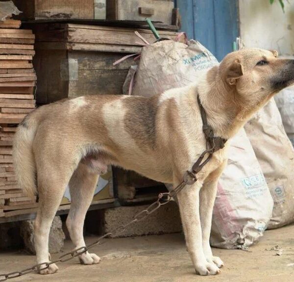 Manter animal acorrentado está proibido em Minas Gerais