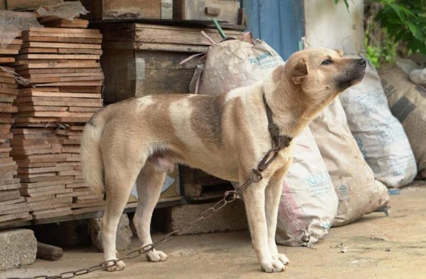 Manter animal acorrentado está proibido em Minas Gerais