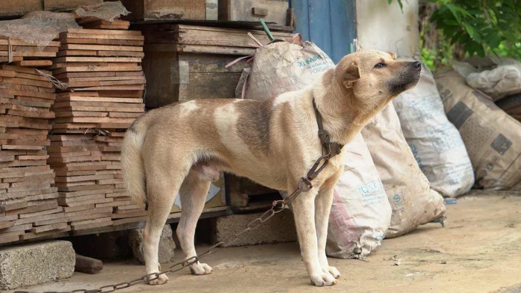 Manter animal acorrentado está proibido em Minas Gerais