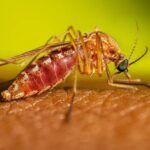 Secretaria de Saúde confirma 7 casos de Oropouche em Cataguases